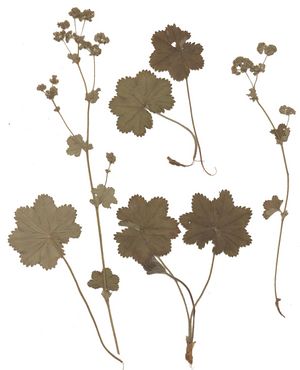 Alchemilla glaucescens Herbar.jpg