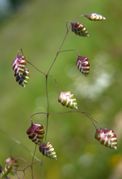 Spikelets of Briza media L.