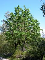 Acer platanoides L. – Photo: Andrea Moro 2005, Dryades TSB22195.jpg