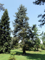 Abies procera Rehd. – Photo: Andrea Moro 2008, Dryades TSB56497.jpg