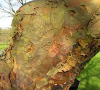 Acer griseum (Franch.) Pax – Photo: Andrea Moro 2009, Dryades TSB62842.jpg