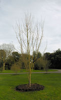 Acer longipes Franch. ex Rehder – Photo: Andrea Moro 2009, Dryades TSB62981.jpg