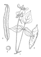 Linedrawing Psophocarpus tetragonolobus.gif