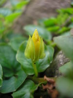 Lysimachia nummularia JuliaKruse 3.jpg