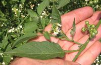 Solanum nigrum-leaves-flowers-fuits.jpg