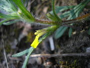 Ajuga chamaepitys JuliaKruse 2.JPG