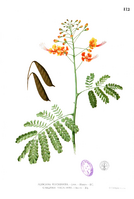 Caesalpinia pulcherrima Blanco1.112.png