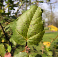 Acer sempervirens L. – Photo: Andrea Moro 2009, Dryades TSB62832.jpg