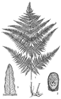 Linedrawing Pteridium aquilinum.gif