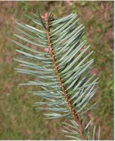 Abies nordmanniana (Steven) Spach – Photo: Andrea Moro 2005, Dryades TSB28074.jpg