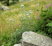 Habitat of Cirsium eriophorum (L.) Scop. subsp. eriophorum (photo Andrea Moro 2009)