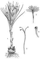 Linedrawing Crocus sativus.gif