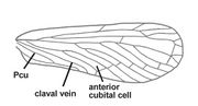 Phenice quadrimaculata forewing2.jpg