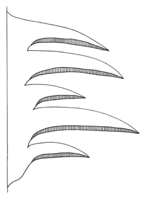 Polyporales-basiocarp-aggregation-imbricate.png