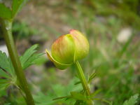 Trollius europaeus JuliaKruse 4.jpg