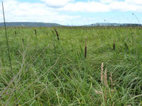 Typha subulata Flickr.jpg