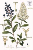 216 Ligustrum vulgare L.jpg