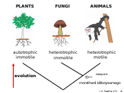 Abb1.1 evolution fungi animals plants autotrophic heterotrophic 2021 (M. Piepenbring).svg