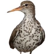 Feather patterns of Actitis macularia