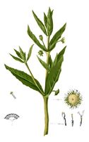 Artemisia VIRDIS Blanco2.284.jpg