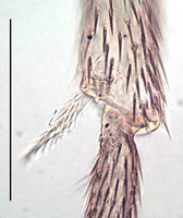 Bradysia nicolae KH1343 Tibia.jpg