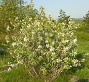 Amelanchier ovalis Medik.