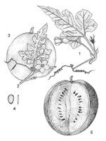 Linedrawing Citrullus lanatus.gif