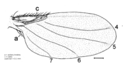 Mstenoterga 220 wing.png