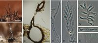 Phaeoacremonium minimum StudMycol 2018.jpg