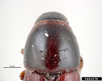 Scolytus mali IPM5461078.jpg