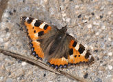 Aglais urticae qtl2.jpg