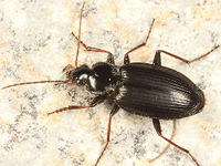 Agonum placidum BugGuide390720.jpg