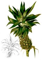 Ananas comosus Blanco2.458-cropped.jpg