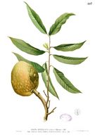 Annona reticulata Blanco1.197.jpg