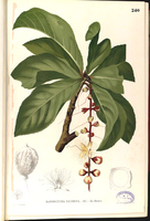 Barringtonia racemosa Blanco2.240-original.png