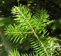 Abies cephalonica Loudon – Photo: Andrea Moro 2007, Dryades TSB47889.jpg