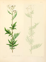 Achillea macrophylla.jpg