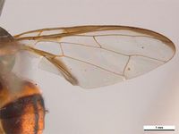 Bactrocera cacuminata PaDIL136216f.jpg