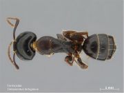 Camponotus tortuganus PaDIL142024b.jpg