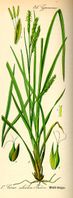 Carex sylvatica.jpg