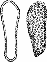 Coleosporium Pulsatillae (Str.) Lev. Abb0093-2 (Gäumann 1959, Rostpilze Mitteleuropas).png