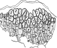Coleosporium tussilaginis (Pers.) Lev. auf Tussilago Farfara L. Abb0117 (Gäumann 1959, Rostpilze Mitteleuropas).png