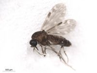 Culicoides stellifer BOLDsystems.jpg