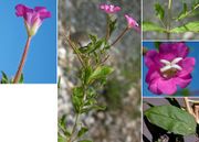 Morphological summary of Epilobium hirsutum L.