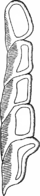 Endophyllum euphorbiae silvaticae (DC.) Wint. Abb1069-L (Gäumann 1959, Rostpilze Mitteleuropas).png