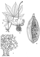 Linedrawing Adansonia digitata.gif