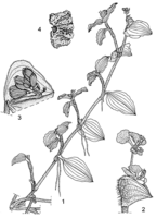 Linedrawing Commelina benghalensis.gif