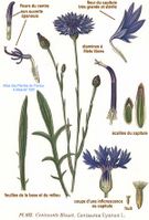 163 Centaurea cyanus L.jpg