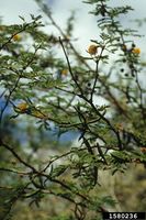 Acacia farnesiana IPM1580236.jpg