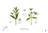 Artemisia viridis Blanco2.284.png